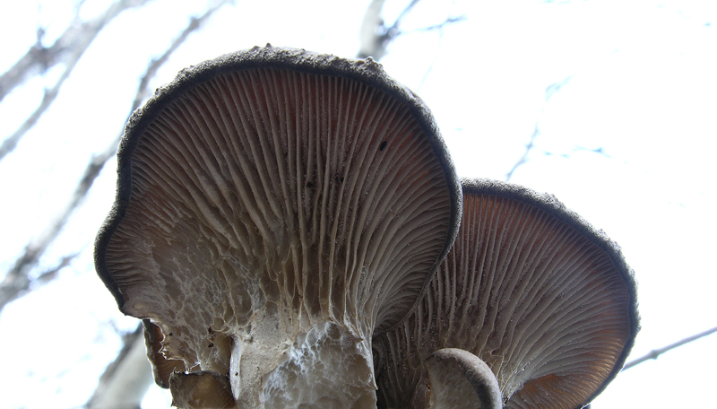 A caccia di Pleurotus ostreatus.....chiamati i  geloni...
